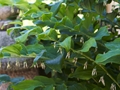 Polygonatum multiflorum Kokoryczka